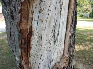 Lire la suite à propos de l’article Réparer les dommages causés à l’écorce des arbres