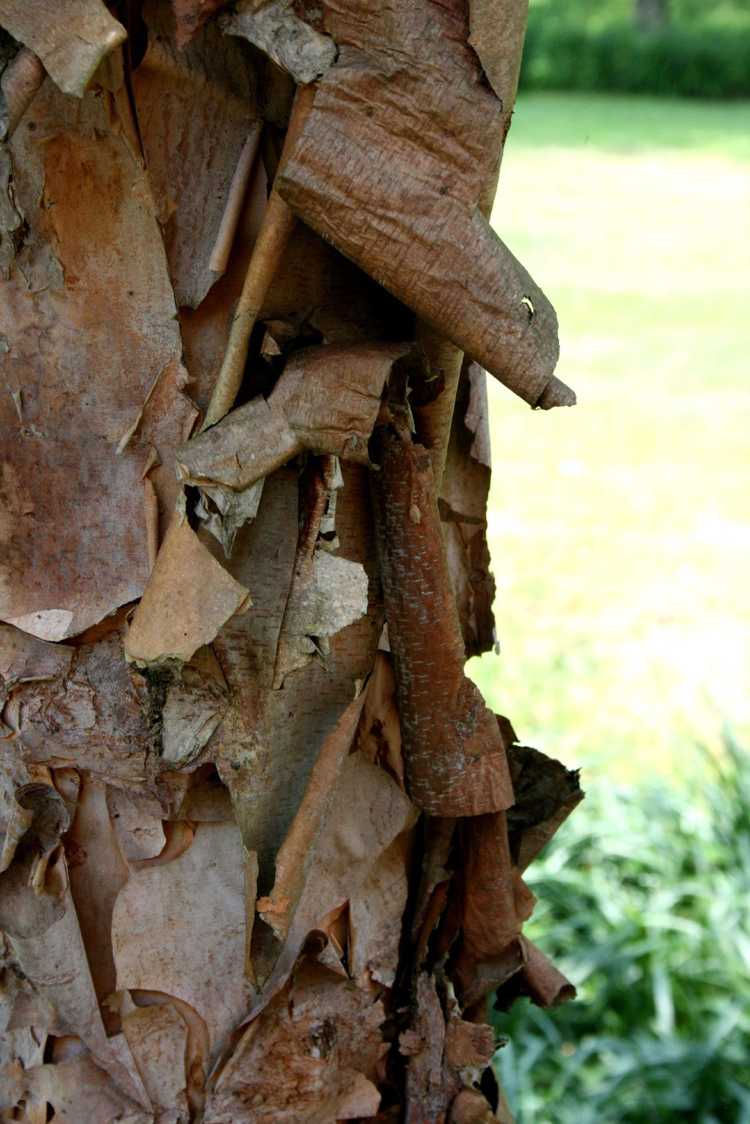 You are currently viewing L'écorce du cornouiller se décolle : réparer l'écaillage de l'écorce des arbres sur les cornouillers