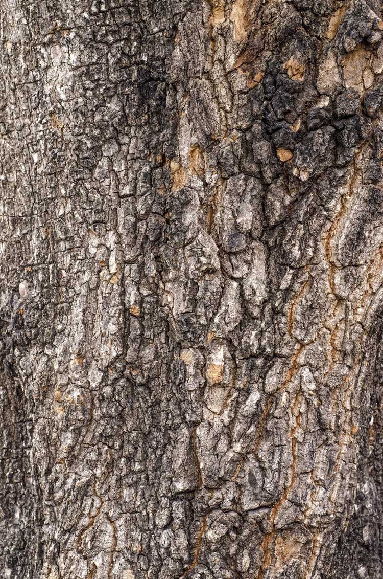 You are currently viewing La sève des noix de pécan fuit : pourquoi les noix de pécan s'égouttent-elles