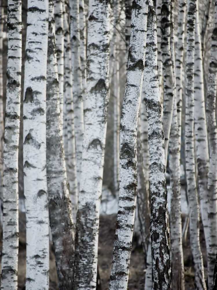 You are currently viewing Arbres avec une écorce intéressante – Utiliser de l'écorce exfoliante sur les arbres pour un intérêt saisonnier