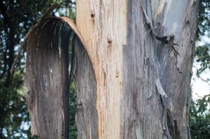 Lire la suite à propos de l’article Écorce d'eucalyptus – En savoir plus sur le pelage de l'écorce d'un eucalyptus