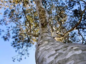 Lire la suite à propos de l’article Écorce ornementale sur les arbres: choisir des arbres à l'écorce voyante