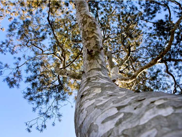 You are currently viewing Écorce ornementale sur les arbres: choisir des arbres à l'écorce voyante