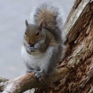 Lire la suite à propos de l’article Créer des jardins respectueux des écureuils : comment accueillir les écureuils dans le jardin