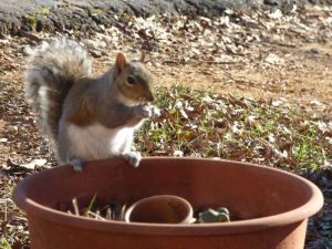 Lire la suite à propos de l’article Plantes en pot et écureuils : apprenez à protéger les plantes en pot des écureuils