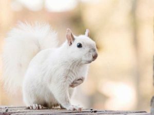 Lire la suite à propos de l’article Écureuils blancs dans votre jardin : leucisme et albinisme chez les écureuils