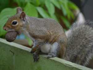 Lire la suite à propos de l’article Au secours, les noix de pécan sont parties : qu'est-ce qui mange mes noix de pécan de l'arbre