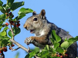 Lire la suite à propos de l’article Protection des arbres fruitiers contre les écureuils : utilisation de moyens de dissuasion contre les écureuils pour les arbres fruitiers