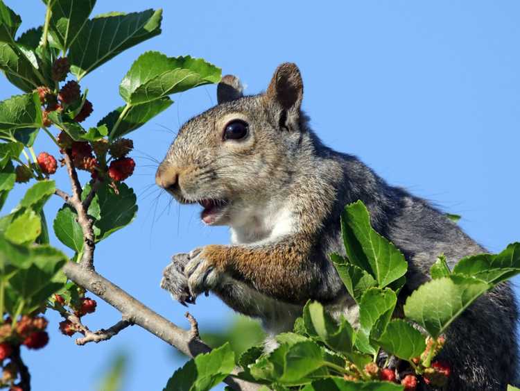 You are currently viewing Protection des arbres fruitiers contre les écureuils : utilisation de moyens de dissuasion contre les écureuils pour les arbres fruitiers