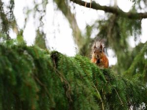 Lire la suite à propos de l’article Arbres d'habitat faunique : faire pousser des arbres pour la faune