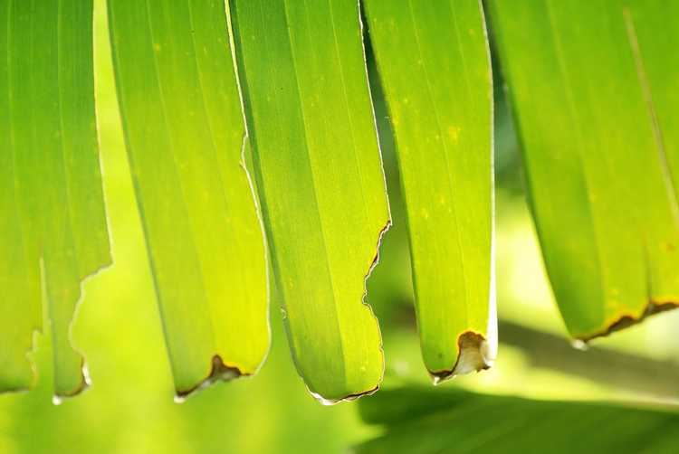 You are currently viewing Que faire pour effilocher ou perdre les feuilles de palmier