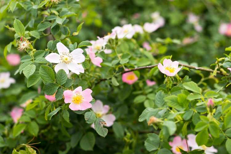 You are currently viewing Pouvez-vous déplacer des rosiers sauvages : en savoir plus sur la transplantation de rosiers sauvages