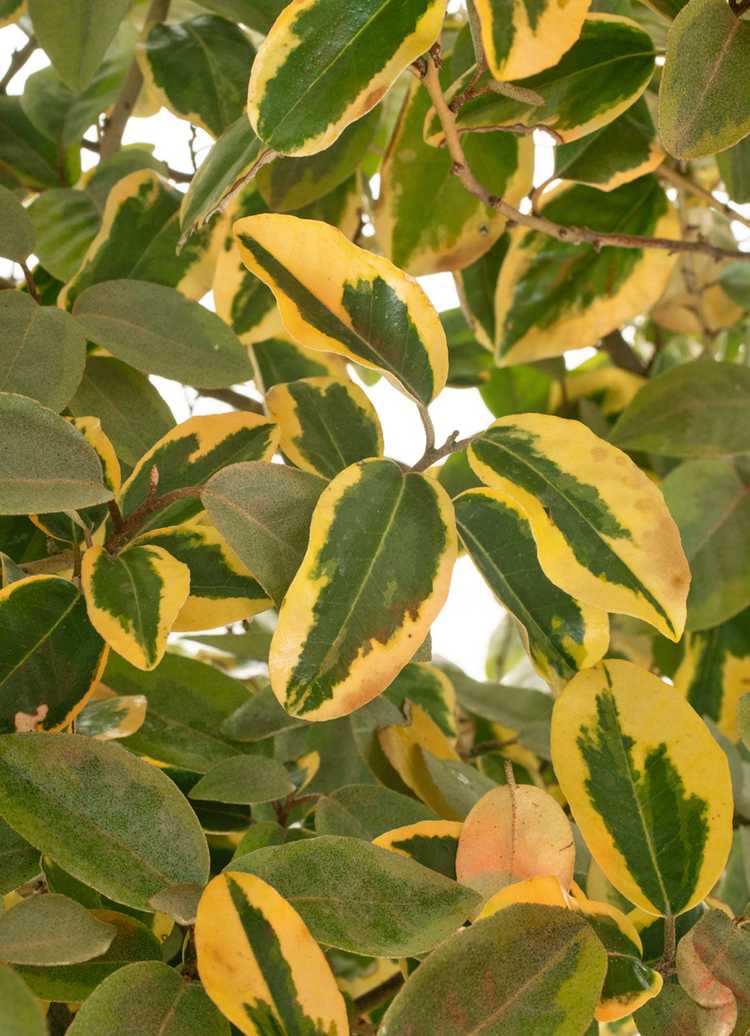 You are currently viewing Elaeagnus Plant Care – Comment faire pousser des plantes Elaeagnus Limelight