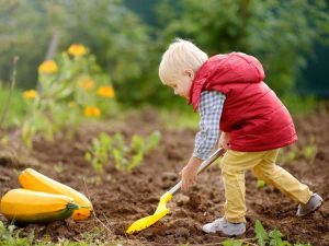 Lire la suite à propos de l’article Planificateur de jardin d'automne – Comment préparer un jardin d'automne