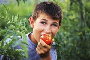 Lire la suite à propos de l’article Pourquoi les tomates ont un goût aigre ou amer – Comment réparer les tomates au goût amer
