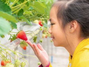 Lire la suite à propos de l’article La culture hydroponique pour les enfants – Enseigner la culture hydroponique aux enfants