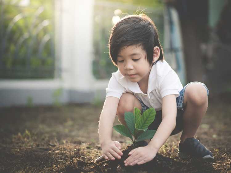 You are currently viewing Planter des arbres pour la terre – Comment planter des arbres pour l’environnement