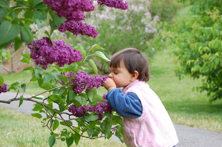 You are currently viewing Comment créer des jardins sensoriels « Scratch N Sniff » pour les enfants