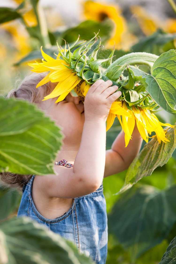 Lire la suite à propos de l’article Idées de jardinage de fleurs pour les enfants – Créer une maison de tournesol avec des enfants
