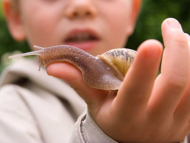 You are currently viewing Qu'est-ce qu'un snailarium – Comment prendre soin des escargots de jardin pour animaux de compagnie