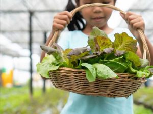 Lire la suite à propos de l’article Jardinage de salades d'intérieur – Cultiver des légumes verts d'intérieur avec des enfants