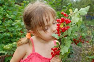Lire la suite à propos de l’article Jardinage pour besoins spéciaux – Créer un jardin pour enfants ayant des besoins spéciaux