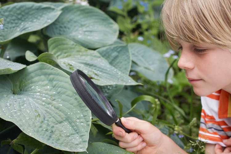 You are currently viewing Enseigner les sciences dans le jardin : comment enseigner les sciences grâce au jardinage