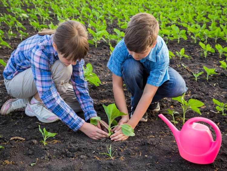 Lire la suite à propos de l’article Étapes pour planter des tournesols