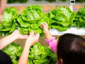 Lire la suite à propos de l’article Agriculture hydroponique avec les enfants – Jardinage hydroponique à la maison