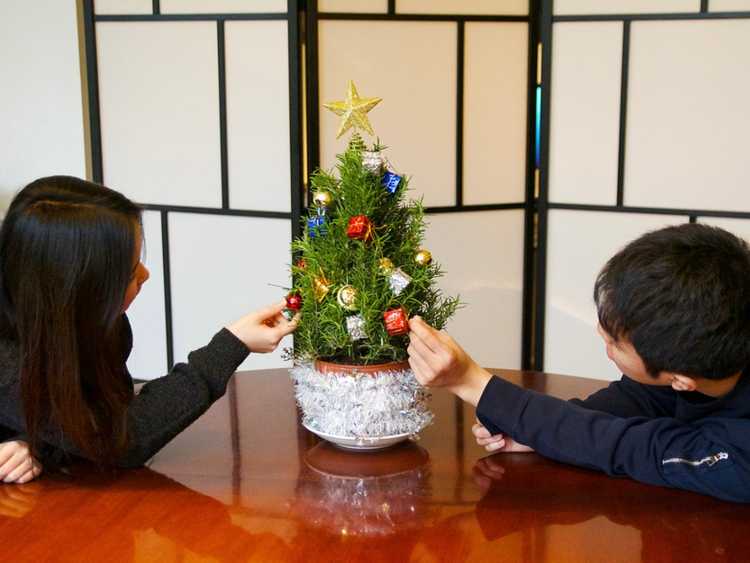 You are currently viewing Arbre de romarin pour Noël : comment entretenir un arbre de Noël au romarin