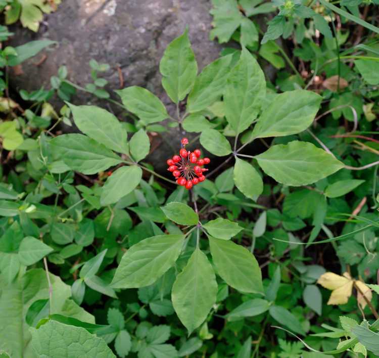 You are currently viewing Besoins en engrais pour le ginseng : conseils pour nourrir les plantes de ginseng