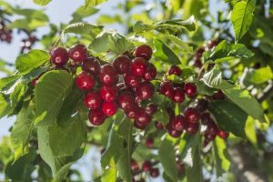 Lire la suite à propos de l’article Engrais pour cerisiers : quand et comment fertiliser les cerisiers