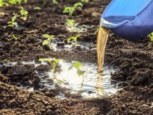 Lire la suite à propos de l’article Le meilleur engrais liquide pour les légumes