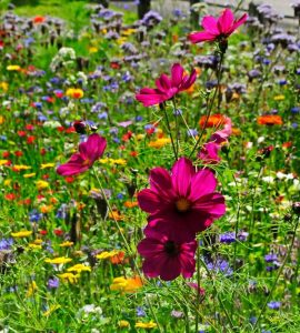 Lire la suite à propos de l’article Les plantes indigènes ont-elles besoin d'engrais : découvrez comment nourrir les plantes indigènes