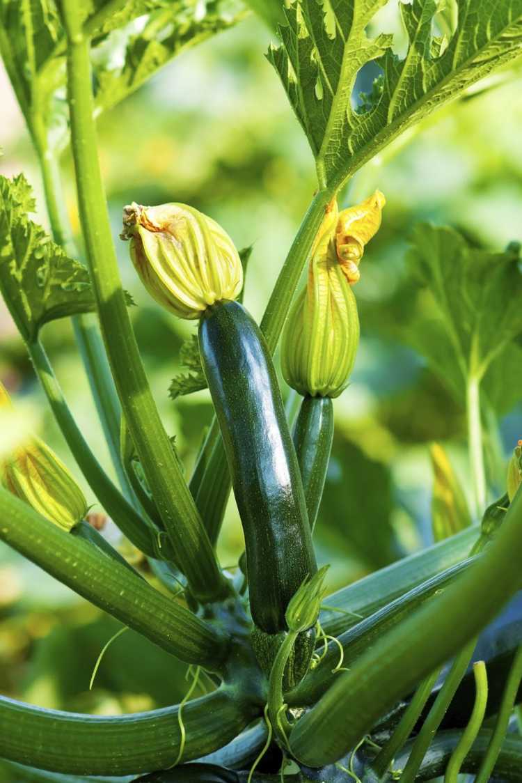 You are currently viewing Engrais pour plantes de courgettes : conseils pour nourrir les plantes de courgettes