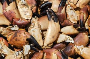 Lire la suite à propos de l’article Qu'est-ce que l'engrais pour crustacés – Utiliser des crustacés pour les besoins en engrais dans le jardin