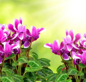 Lire la suite à propos de l’article Nourrir les plantes de cyclamen : quand fertiliser une plante de cyclamen