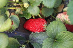 Lire la suite à propos de l’article Alimentation des plants de fraisiers : Conseils sur la fertilisation des plants de fraisiers