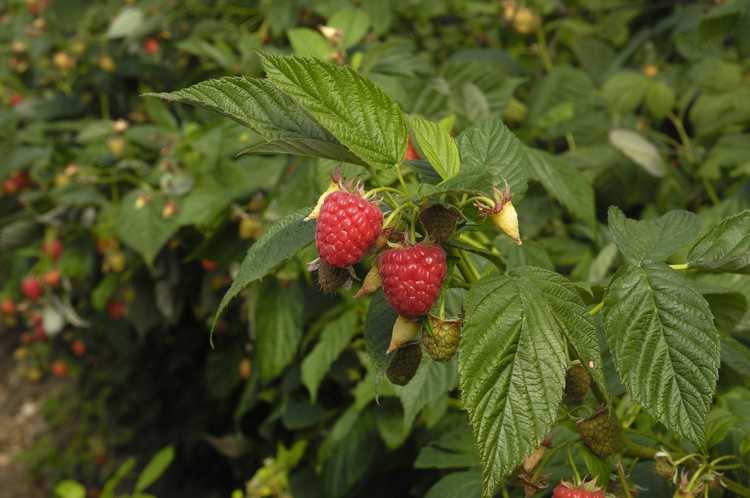 Lire la suite à propos de l’article Besoins en fertilisation des framboises – Quand nourrir les framboises