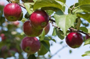 Lire la suite à propos de l’article Comment fertiliser les pommiers – Conseils sur l'alimentation des pommiers