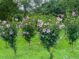 Lire la suite à propos de l’article Guide des engrais Rose Of Sharon : Apprenez à nourrir une plante Althea