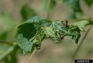 Lire la suite à propos de l’article Contrôle de l'enroulement de la vigne – Conseils pour gérer les symptômes de l'enroulement de la vigne