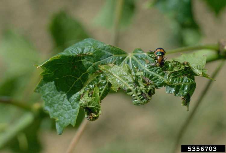 You are currently viewing Contrôle de l'enroulement de la vigne – Conseils pour gérer les symptômes de l'enroulement de la vigne