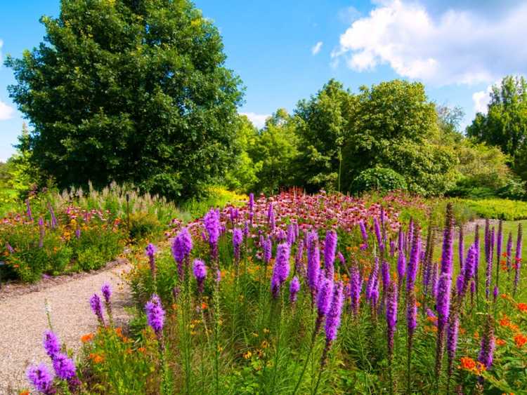 You are currently viewing Conseils d’entretien des prairies pour les jardins des prairies d’arrière-cour