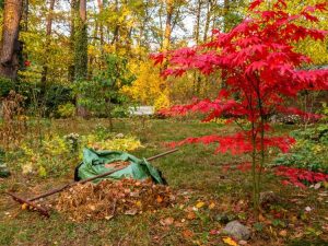 Lire la suite à propos de l’article Les 9 meilleures façons de préparer votre jardin pour l’hiver