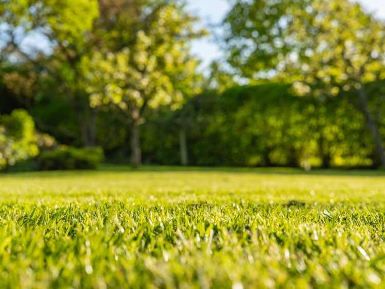 Lire la suite à propos de l’article Conseils d'entretien de la pelouse biologique