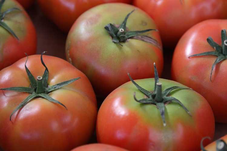 You are currently viewing Contrôler les épaules jaunes sur les tomates : informations sur les épaules de tomates vertes jaunes