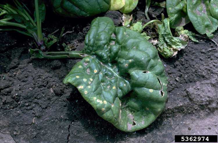 You are currently viewing Informations sur les taches foliaires des épinards : En savoir plus sur les épinards atteints de taches foliaires