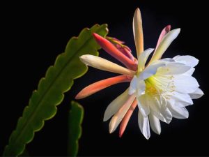 Lire la suite à propos de l’article Variétés d'Epiphyllum: Types de plantes d'orchidées cactus