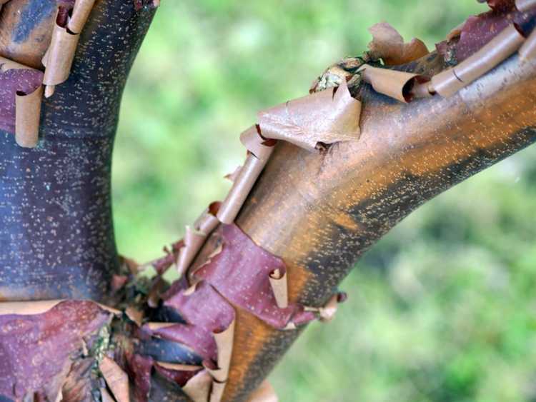 You are currently viewing Faits sur l'érable à écorce de papier – En savoir plus sur la plantation d'un érable à écorce de papier